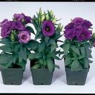 Lisianthus Echo Blue 500 seeds
