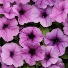 Petunia Easy Wave Plum Vein 100 seeds