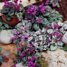 Cyclamen coum 100 seeds