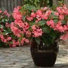 Begonia Megawatt Pink Grn Leaf 100 seeds