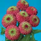 Zinnia Queen Red Lime 250 seeds