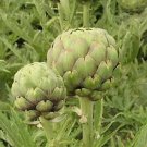 Artichoke Tavor 100 seeds