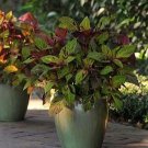 Coleus Sun Mighty Mosaic 100 seeds