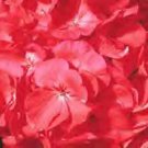 Geranium Pinto Premium Coral 100 seeds