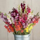 Snapdragon Potomac GF3-4 Mix 500 seeds