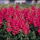 Snapdragon Sonnet Rose 1,000 seeds