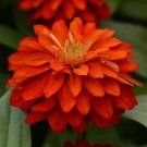 Zinnia Zahara Double Orange Bright 250 seeds