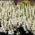 Snapdragon Sonnet White 1,000 seeds