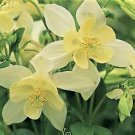 Aquilegia Origami Yellow 100 seeds