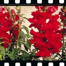 Snapdragon Sonnet Crimson 1,000 seeds