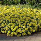 Zinnia Zahara Double Yellow 250 seeds