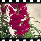 Snapdragon Sonnet Burgundy 1,000 seeds
