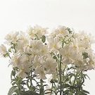 Nemesia Poetry White 250 seeds