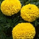 Marigold Lady First (Yellow) 250 seeds