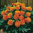 Marigold Janie Flame 1,000 seeds