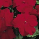 Impatiens Accent Red Premium 500 seeds