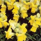 Snapdragon Montego Yellow 500 seeds