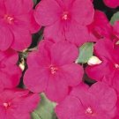 Impatiens Accent Lilac Premium 500 seeds