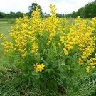 Baptisia sphaerocarpa 100 seeds