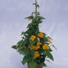 Thunbergia Susie Orange Clear 100 seeds