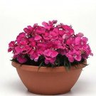 Dianthus Corona Rose 250 seeds