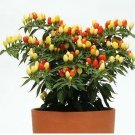 Pepper Ornamental Hot Pops Yellow 100 seeds