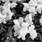 Snapdragon Montego White 500 seeds