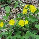 Chelidonium majus Celadine Poppy 250 seeds