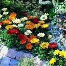 Gazania Gazoo Mix 250 seeds