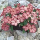 Impatiens Candy Picotee Pink 500 seeds
