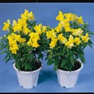 Snapdragon Floral Showers Yellow 1,000 seeds