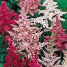Astilbe arendsii Finest Mixed Hybrids 500 seeds