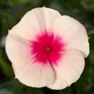 Vinca CoraCascade XDR Apricot 100 Seeds