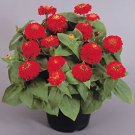 Zinnia Zinnita Scarlet 250 seeds