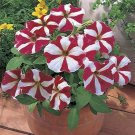 Petunia Hurrah Red Star 1,000 seeds