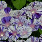Morning Glory Venice Blue 250 seeds