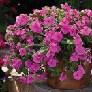 Vinca CoraCascade XDR Lilac 100 seeds