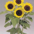 Helianthus Sunrich Lemon 250 seeds