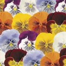 Pansy Cats Mix 250 seeds