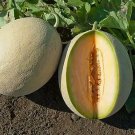 Cantaloupe Sarahs Choice 100 seeds