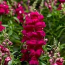 Snapdragon Snaptastic Magenta 500 seeds