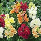 Snapdragon Twinny Mix 500 seeds