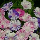 Morning Glory Carnevale Venezia 250 seeds