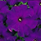 Petunia Dreams Midnight 1,000 seeds