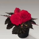 Begonia Nonstop Mocca Cherry 250 seeds