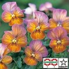 Viola Gem Antique Apricot 250 seeds