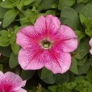 Petunia Tritunia Pink Vein 1,000 seeds