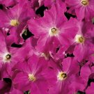 Petunia Titan Rose 1,000 seeds