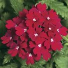 Verbena Obsession Red 250 seeds