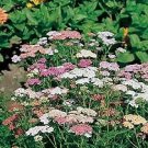 Achillea millefolium Colorado 1,000 seeds